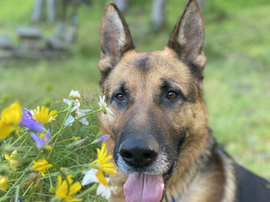 Forest – Schäferhund Happy End