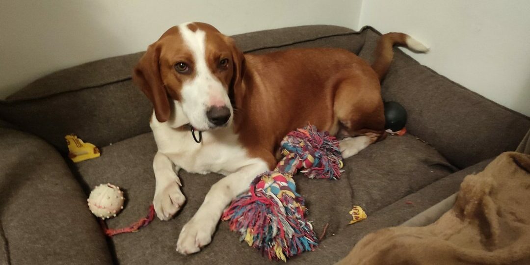 Daisy – Savetal Bracke Happy End