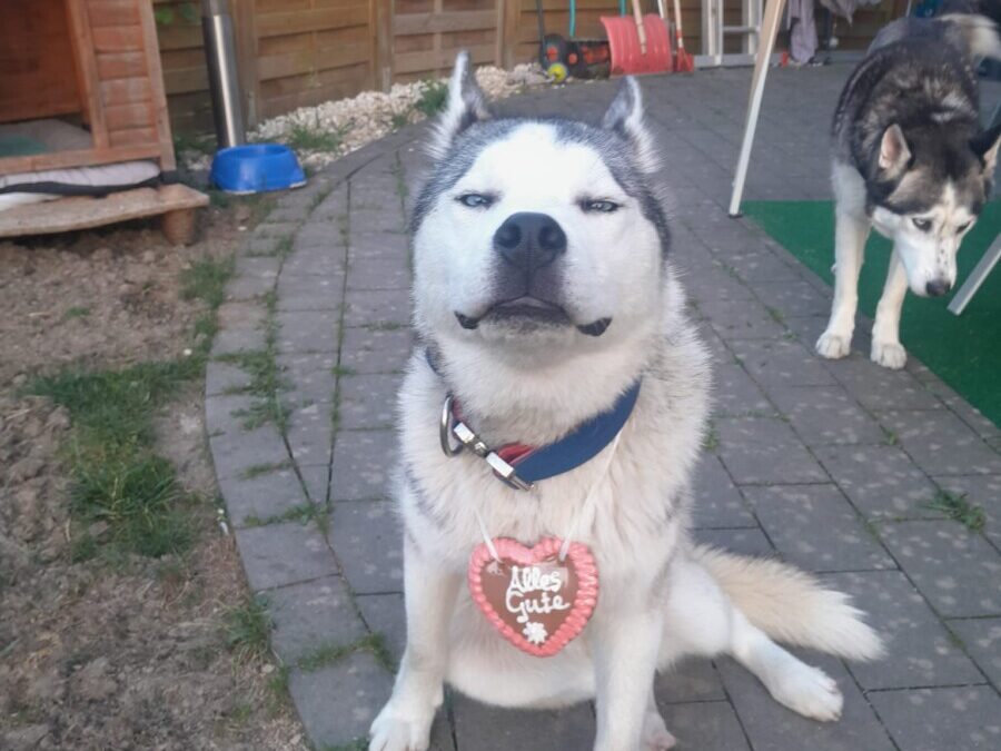 Lobo – Zweithund sucht seine Familie