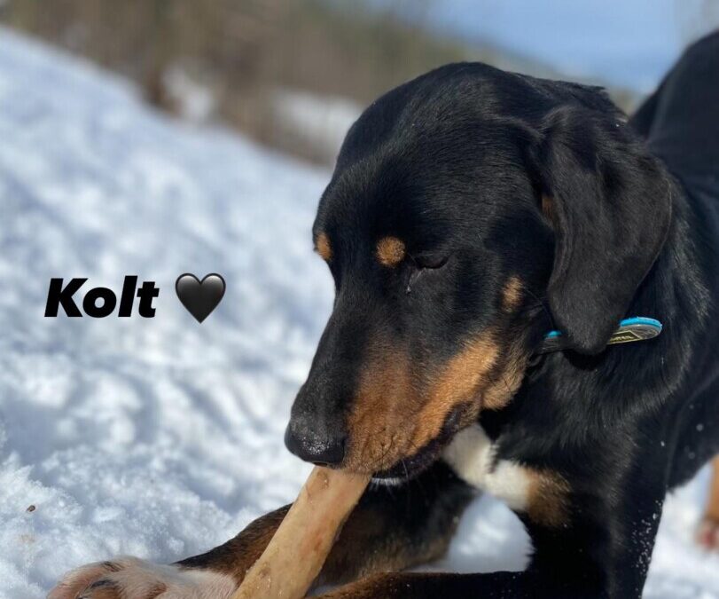 Kolt – Jagdterrier Mix