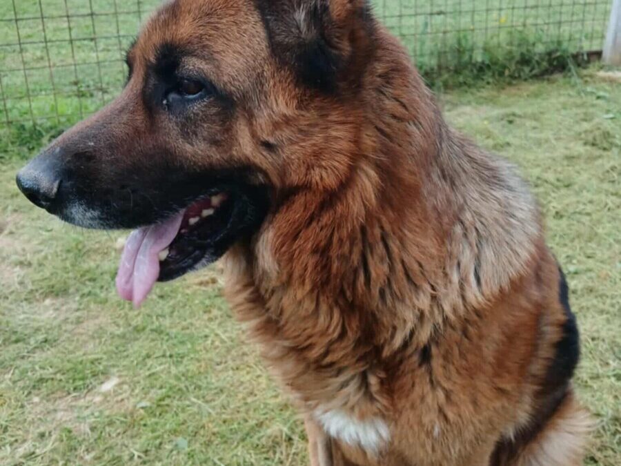 Ari – Deutscher Schäferhund
