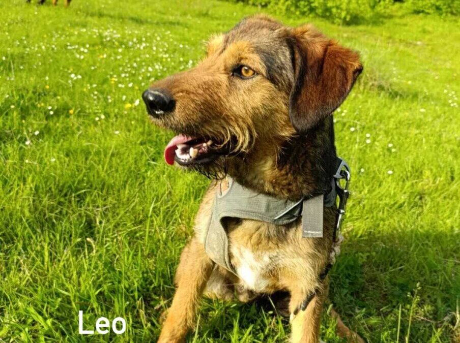 Leo – Jagdterrier Mix