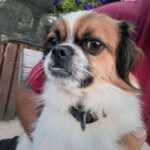 Lucky – Tibet Spaniel