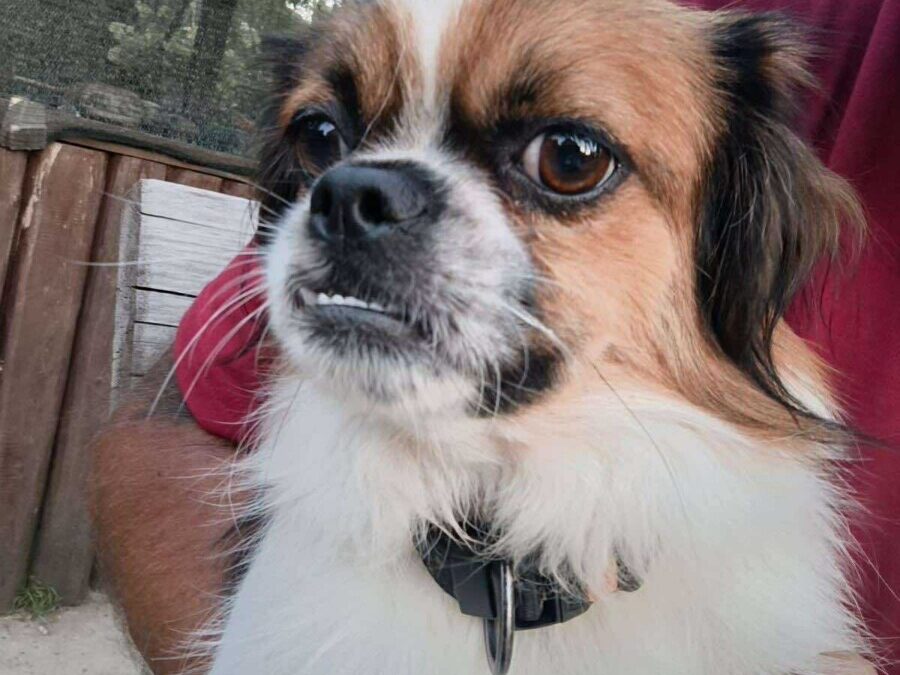 Lucky – Tibet Spaniel -Happy End