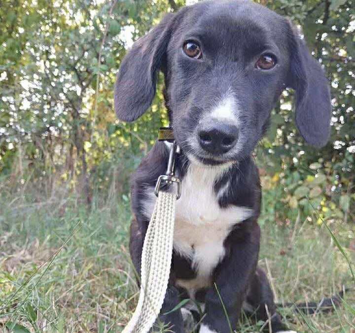 Joey – kleiner Mann sucht sein Zuhause