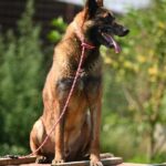Yale – Malinois ehemaliger Spürhund