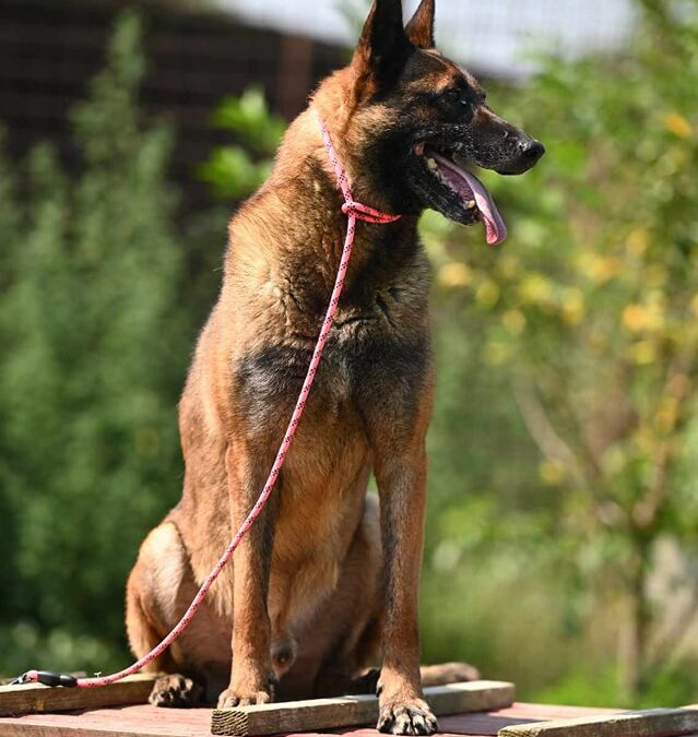 Yale – Malinois ehemaliger Spürhund