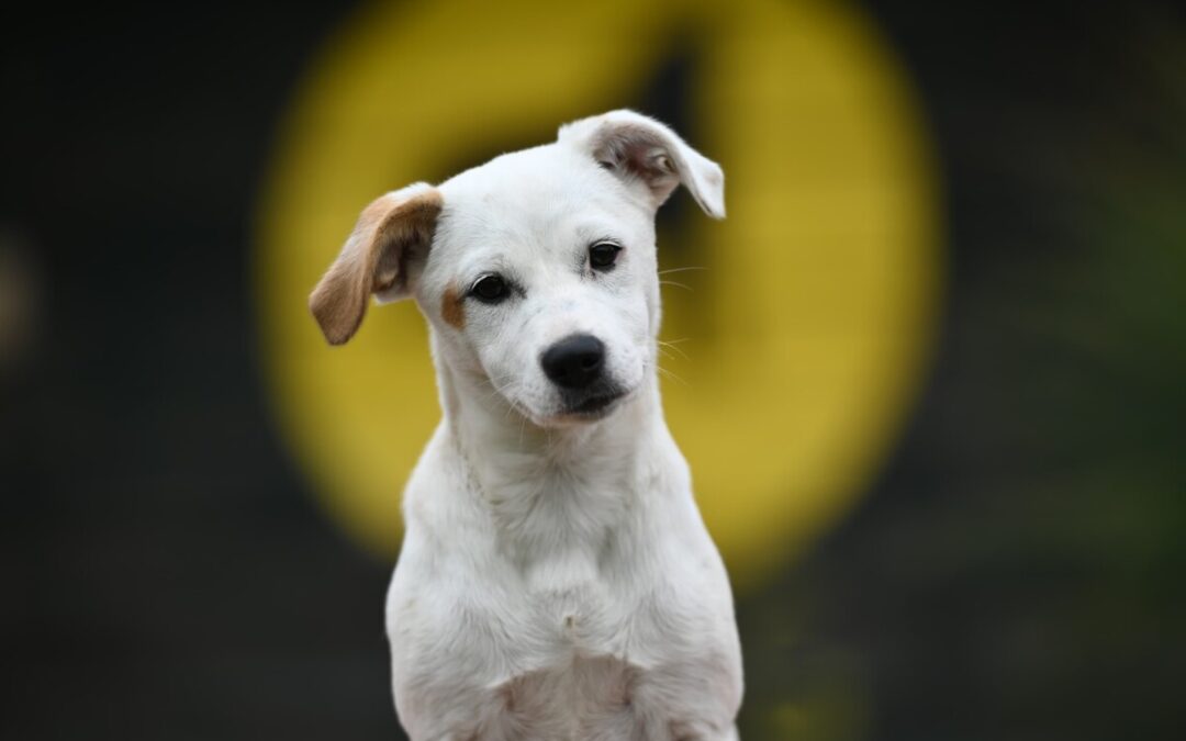 Carla – weiße Flocke