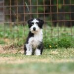 Zena – sanft und freundlich