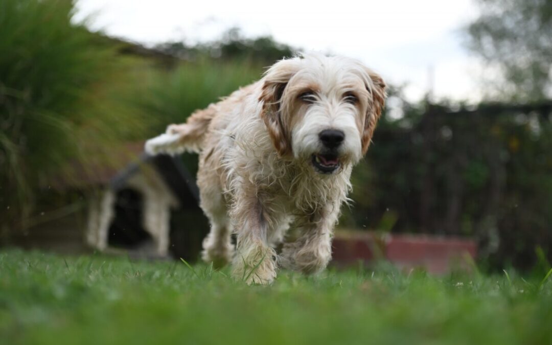 Otto – Bosnischer Laufhund