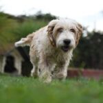 Otto – Bosnischer Laufhund