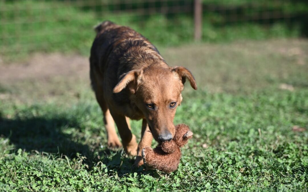 Ben – kleiner Prachtkerl