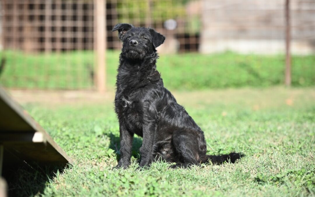 Ivy – schwarzer Knuddelbär