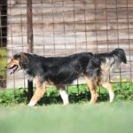 Stella – sanfte Gefährtin