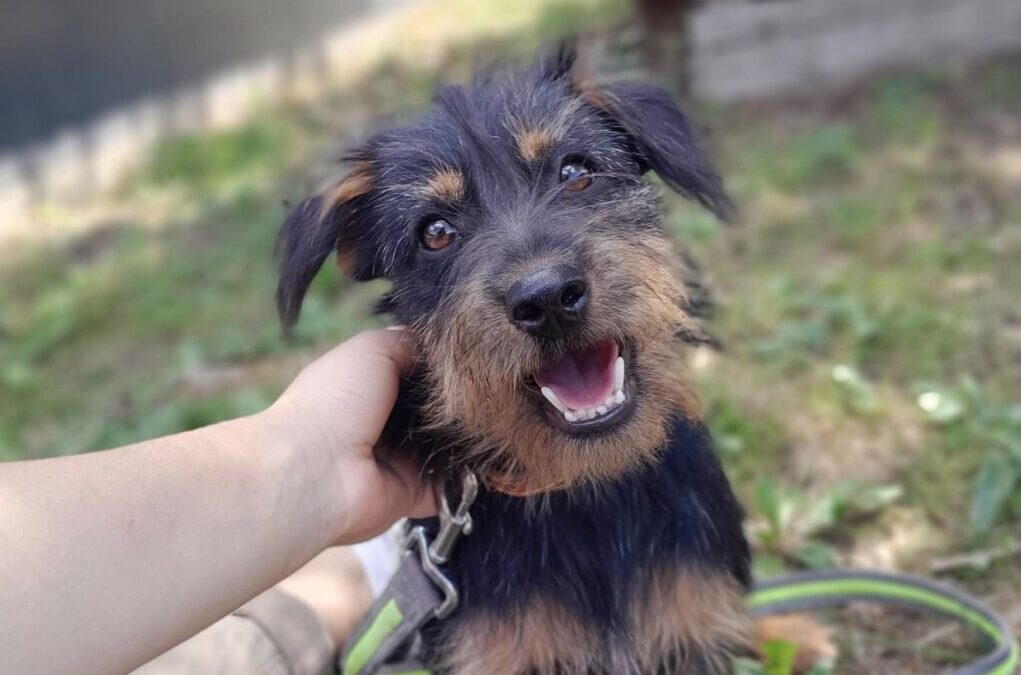 Kiki – Mini Schnauzer Mischling
