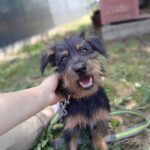 Kiki – Mini Schnauzer Mischling