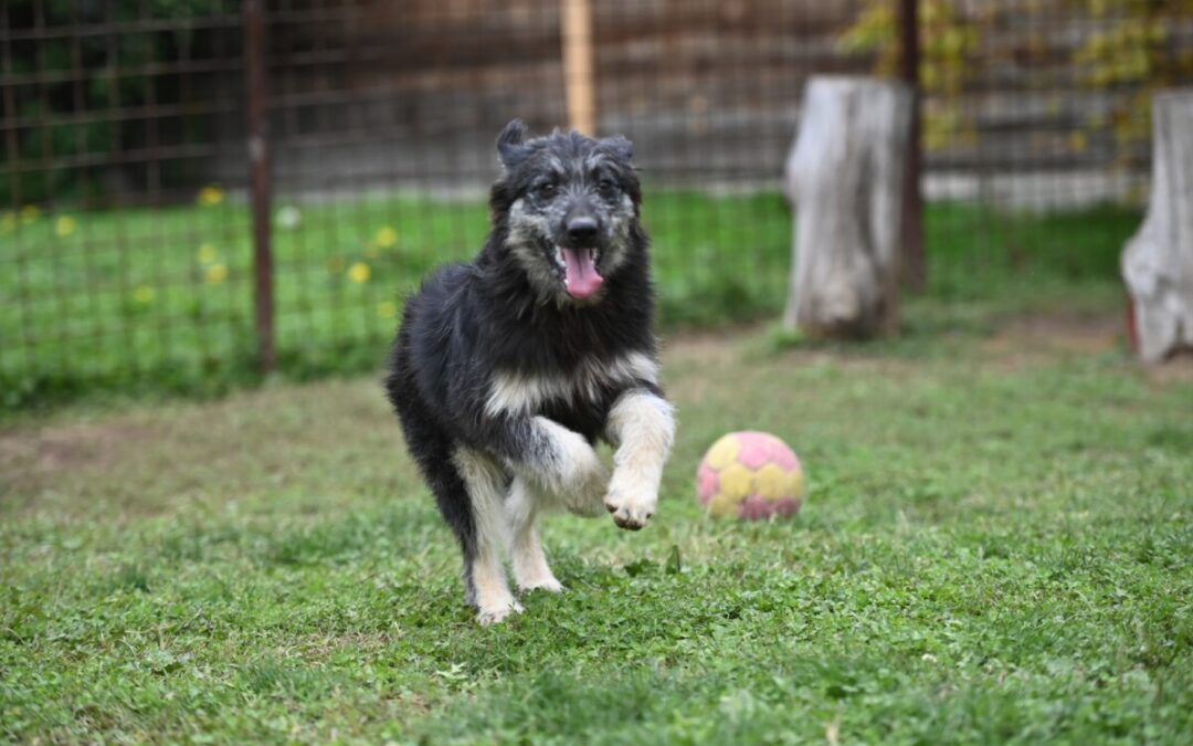 Jeremy – schöner Mischling