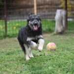 Jeremy – schöner Mischling