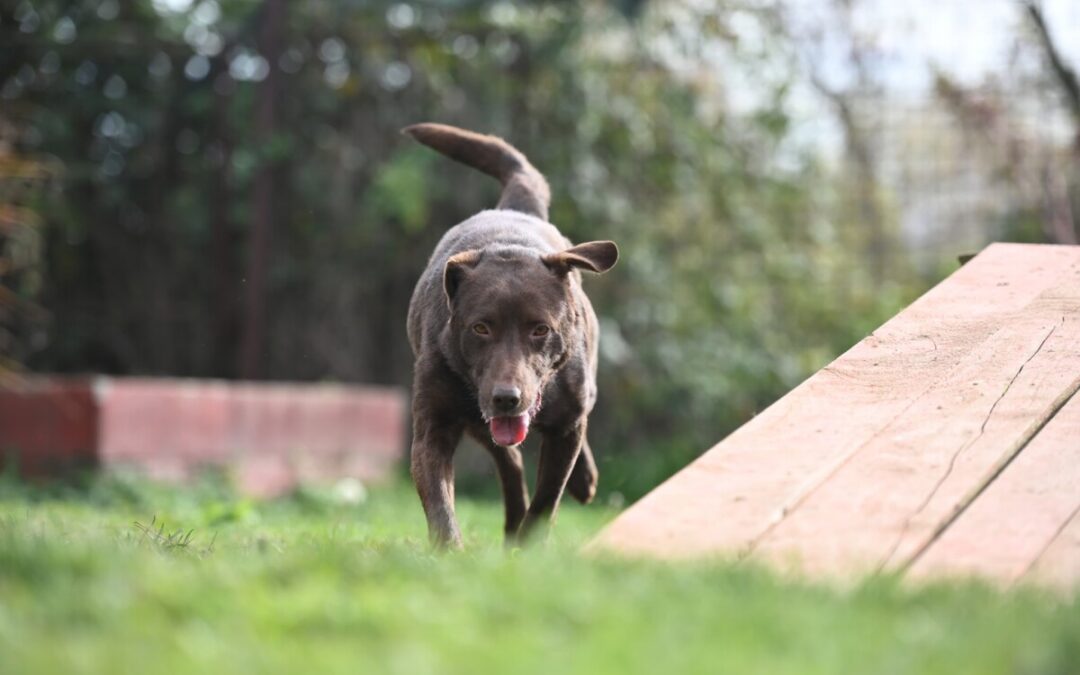 Toni – Labrador Schoko sucht sein Zuhause
