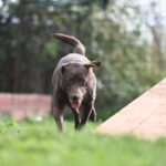 Toni – Labrador Schoko sucht sein Zuhause