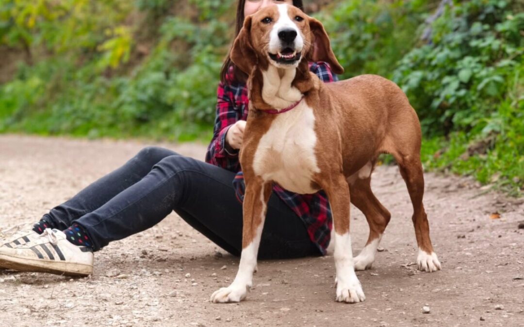 Max – ein Schmuser – Savetal Bracke