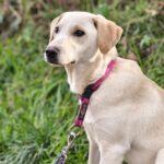 Lea – blonde Labradormischlingshündin