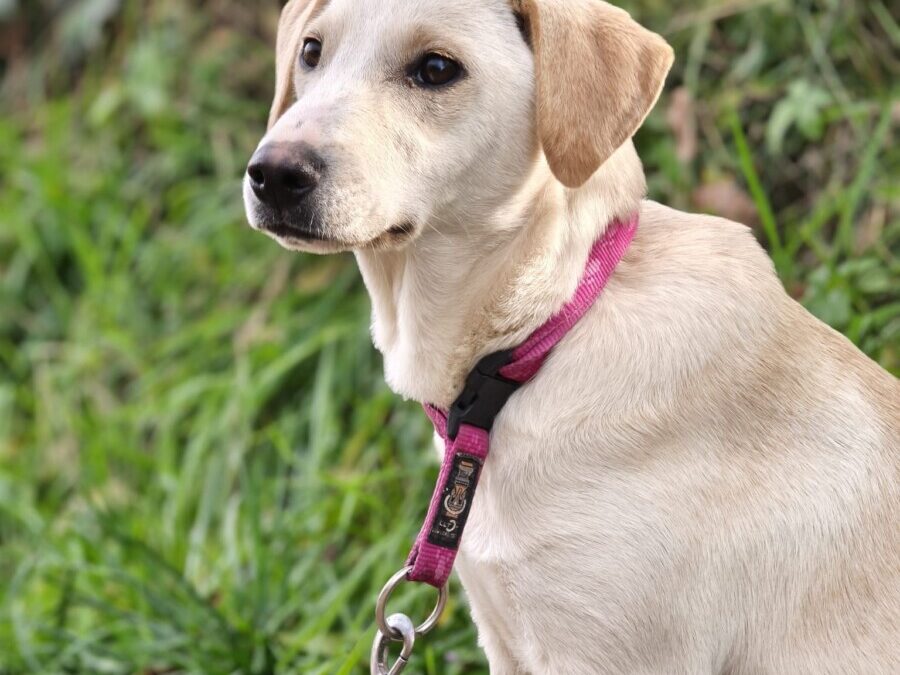 Lea – blonde Labradormischlingshündin