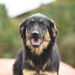 Patrick – Mischling – Gute Laune pur