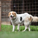 Sierra – ein Blickfang