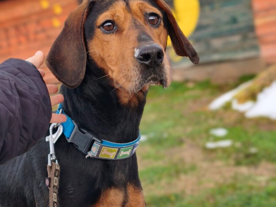 Brisa – serbische Bracke – Happy End