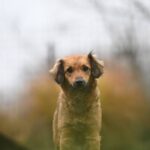 Kyra – zart und tapfer