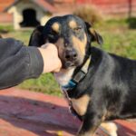 Azuro – großes Herz – Dackelmischling