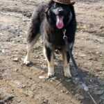 Danka – Anhänglich und full of life