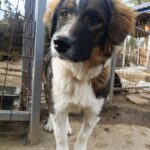 Dama – HSH – Tornjak – Mischling