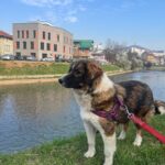 Dama – HSH – Tornjak – Mischling