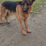 Konti – junger deutscher Schäferhund