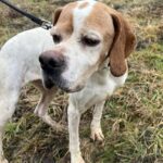 Matilda – reinrassige Laufhündin