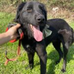 Rob – Flat coated Retriver Mischling