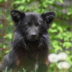 Negro – ein tapferer Schatz