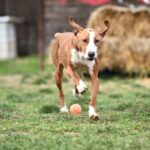 Barbara – Posavac – sanfte Bracke