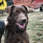 Toni – Labrador Schoko sucht sein Zuhause