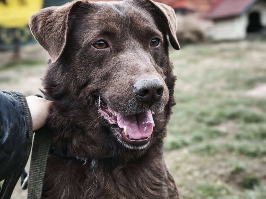 Toni – Labrador Schoko sucht sein Zuhause